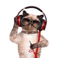Cat headphones. Royalty Free Stock Photo