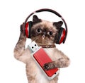 Cat headphones. Royalty Free Stock Photo