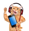 Cat headphones. Royalty Free Stock Photo