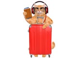 Cat headphones with a suitcase and document. Royalty Free Stock Photo