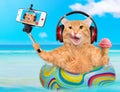 Cat headphones taking a selfie together with a smartphone. Royalty Free Stock Photo