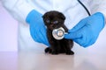 Cat health.Kitten and veterinarian.Black kitten in the hands of a doctor.Examining with a veterinarian.British shorthair