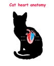 Cat Heart Anatomy On Black Dog Silhouette With Shadow Isolated. Part Of The Mammal Heart. Anatomy Of Pet Heart Illustration. Educa