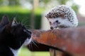 A cat and a hedgehog friend Royalty Free Stock Photo