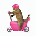Cat in helmet on run bike Royalty Free Stock Photo