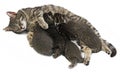 cat and her kittens Royalty Free Stock Photo