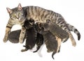 cat and her kittens Royalty Free Stock Photo