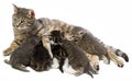 Cat and her kittens Royalty Free Stock Photo