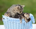 Cat and her Kittens Lying in a Basket Royalty Free Stock Photo