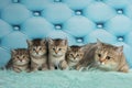 Cat and her little kittens Royalty Free Stock Photo