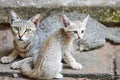 Cat with her young kitten sitting close together Royalty Free Stock Photo