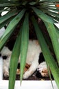 Cat sleeps under agave leaves