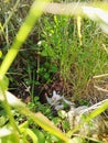 Cat hidden grass bush garden