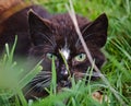 Cat hidden in the grass