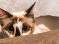 Brown cat with blue eyes with fixed and curious gaze Royalty Free Stock Photo