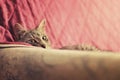 Cat hidding on the bed Royalty Free Stock Photo