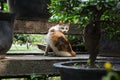 Cat hidding among bonsai trees and looking at camera