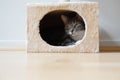 Cat in hideaway Royalty Free Stock Photo