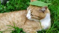 The cat hides from the heat in the shade of the bushes. The ginger cat is resting in the garden bed. Plantain leaf on a cat`s hea