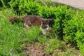 Cat hides from the sun on a city lawn