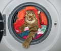 Cat is in the washing machine Royalty Free Stock Photo