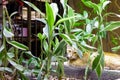 Cat Hiding Behind Bamboo Plants Royalty Free Stock Photo