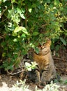 Cat hiding behind bushes Royalty Free Stock Photo