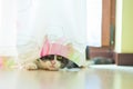 Cat hiding behind curtains Royalty Free Stock Photo