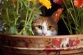 cat hiding behind a flowerpot, mouse unsuspecting on the ground Royalty Free Stock Photo