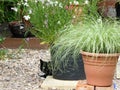 Cat hiding behind garden pots Royalty Free Stock Photo