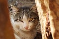 Cat hiding behind log-A cat hiding under a couch-British shorthair cat hiding under the table Royalty Free Stock Photo