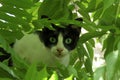 Cat hiding behind a tree Royalty Free Stock Photo