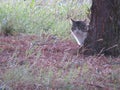 cat hiding behind a tree watching its prey ready to attack Royalty Free Stock Photo