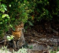 Cat hiding in the bushes Royalty Free Stock Photo