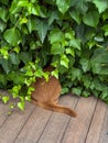 the cat is hiding in the bushes Royalty Free Stock Photo