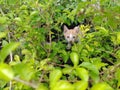 Cat hiding in the bushes Royalty Free Stock Photo