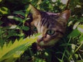 The cat is hiding in the bushes Royalty Free Stock Photo