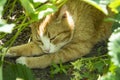 The cat is hiding in the bushes from the heat. The ginger cat lies under the strawberry bushes Royalty Free Stock Photo