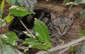 Cat hiding in the bushes Royalty Free Stock Photo