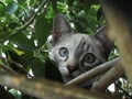 Cat hiding in the bushes Royalty Free Stock Photo