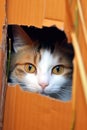 cat hiding in a cardboard box, peeking out Royalty Free Stock Photo