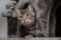 Cat hiding in a cat tree Royalty Free Stock Photo