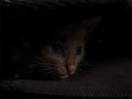 Cat hiding in the dark