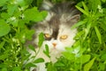 Cat hiding in grass Royalty Free Stock Photo