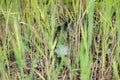 Cat hiding in the grass Royalty Free Stock Photo