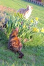 Cat hiding in the grass from a dog Royalty Free Stock Photo