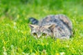 Cat hiding in the grass Royalty Free Stock Photo