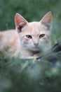 Cat hiding in the grass in the garden Royalty Free Stock Photo