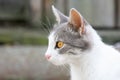 Cute cat playing in the park on rainy day Royalty Free Stock Photo