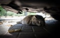 Cat hiding in the shade under a car Royalty Free Stock Photo